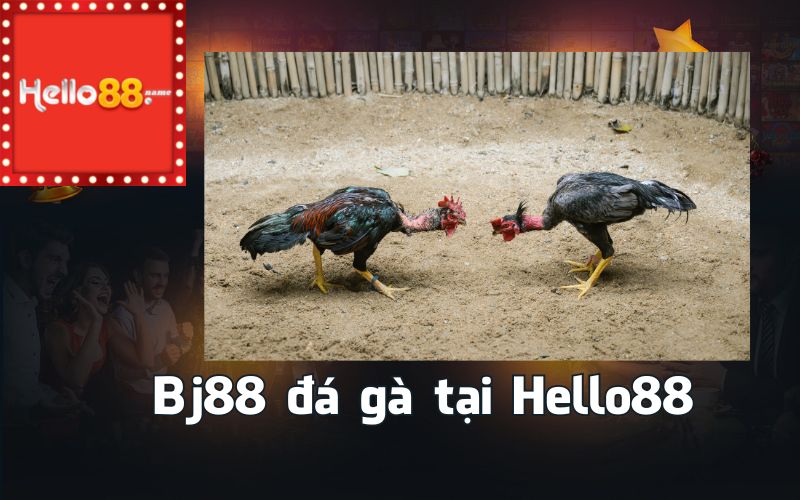 Bj88 đá gà tại Hello88