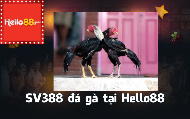 SV388 đá gà tại Hello88