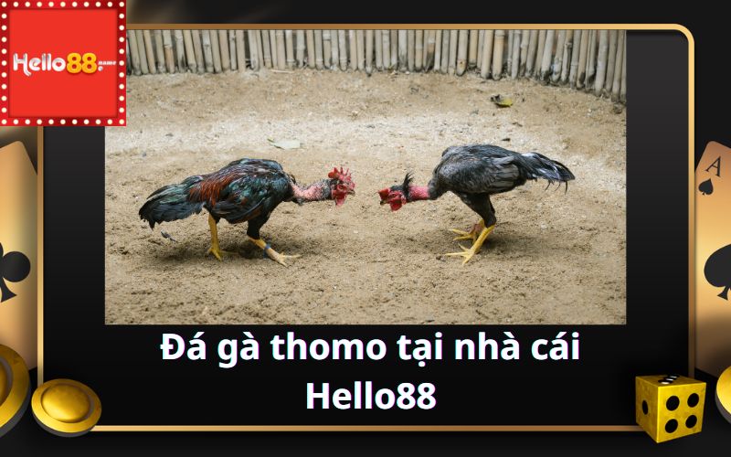 Đá gà thomo tại nhà cái Hello88